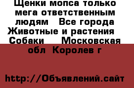 Щенки мопса только мега-ответственным людям - Все города Животные и растения » Собаки   . Московская обл.,Королев г.